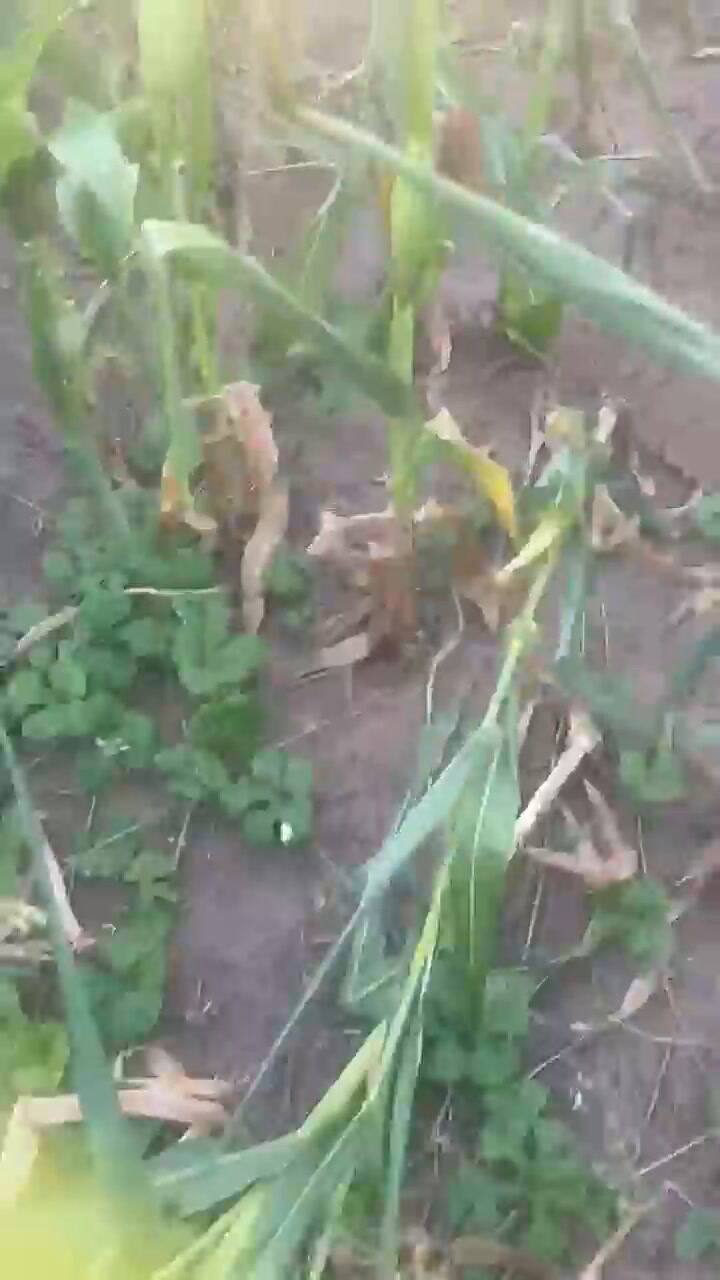 El maíz quedó pisoteado con la intromisión de los ladrones