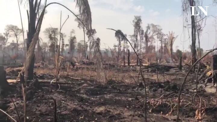 Uno de los sectores quemados para uso ganadero - Crédito: Alberto Armendáriz