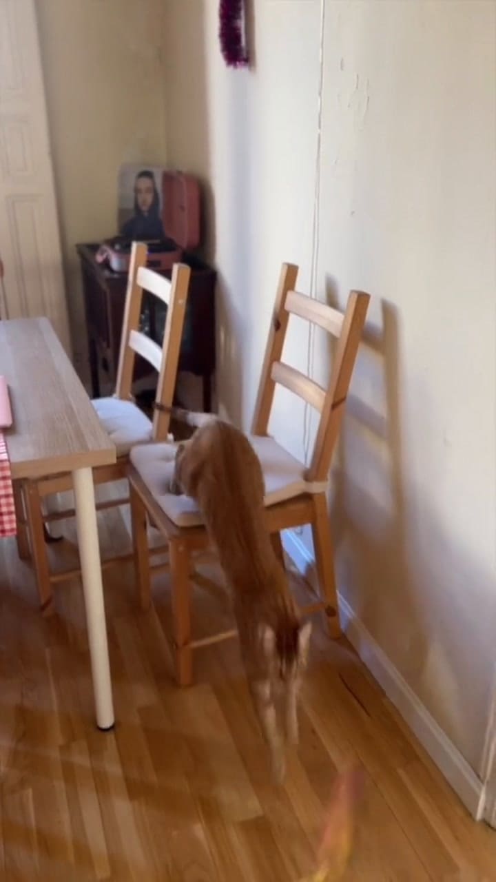 Cinco tips para hacer dormir a tu gato.