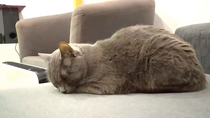 Qué significan las poses que usa mi gato para dormir