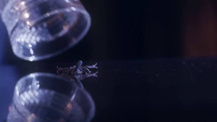 Trailer de la segunda temporada de El Chapo