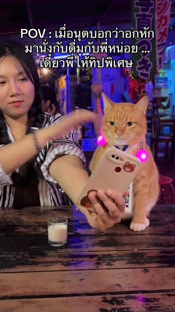 Tony, el gatito viral