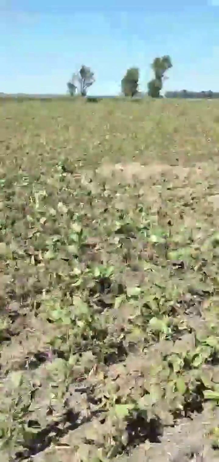 Román Gutiérrez, productor de Pergamino, abrió la tranquera para que las vacas coman la soja