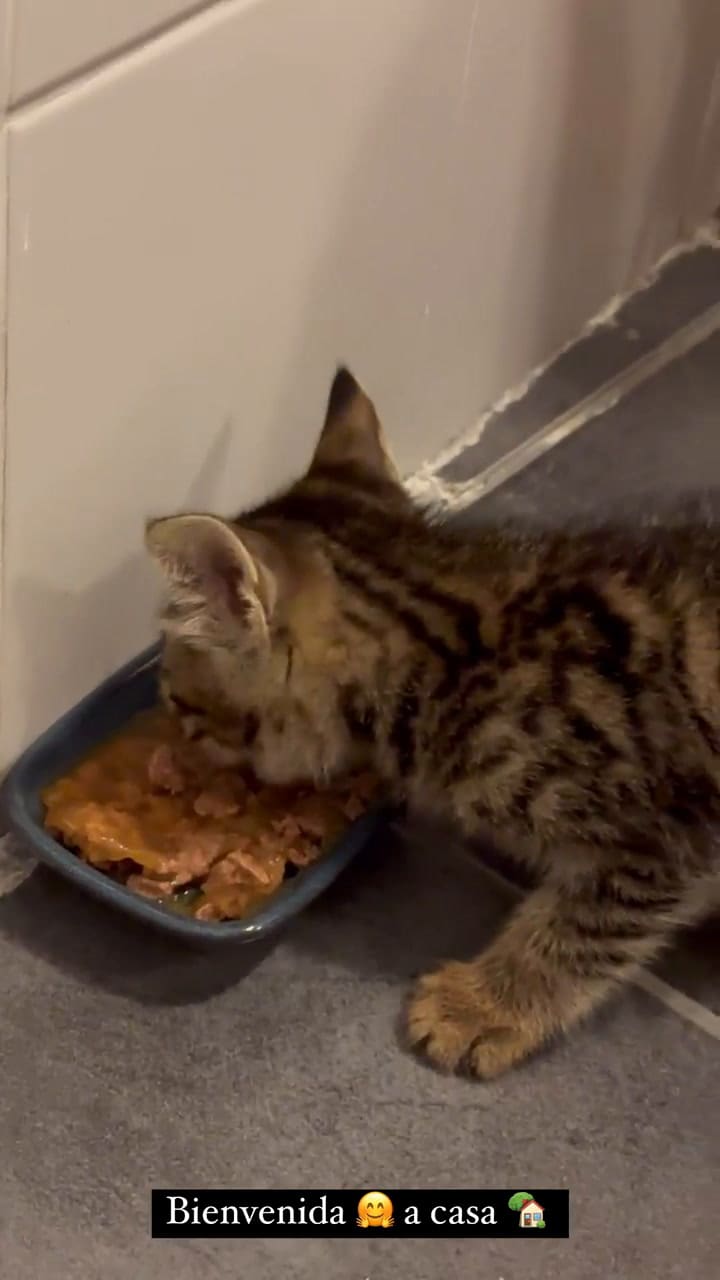 Wanda Nara adoptó un gatito en Estambul a pedido de su hija Francesca