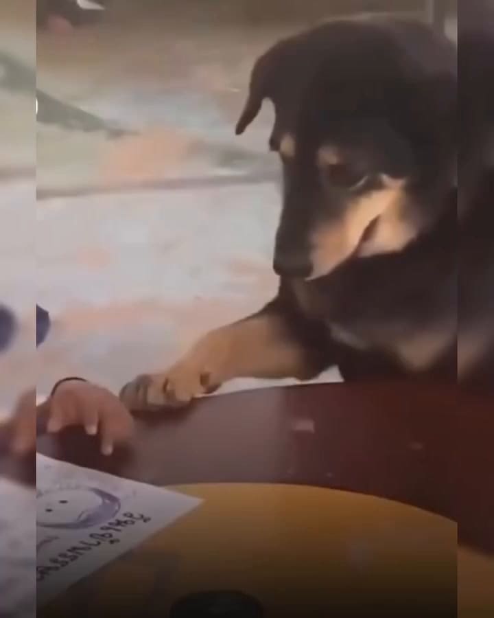 El tierno gesto que se volvió viral: un veterinario llevó a una perra con depresión a jugar con niños