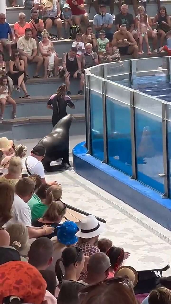 Temor por el escape de un lobo marino de una piscina