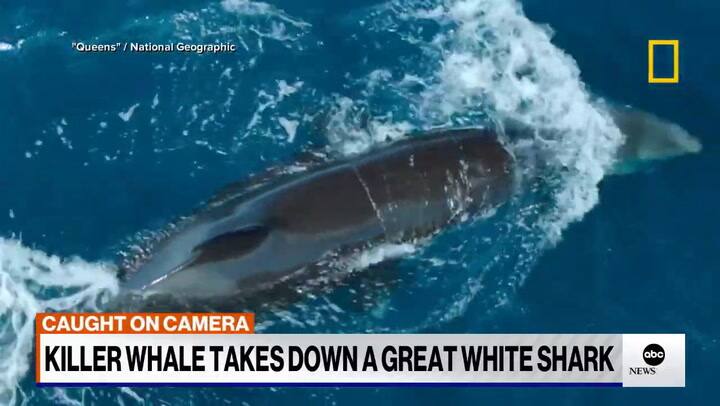 Capturan a la orca Sophie devorar un tiburón