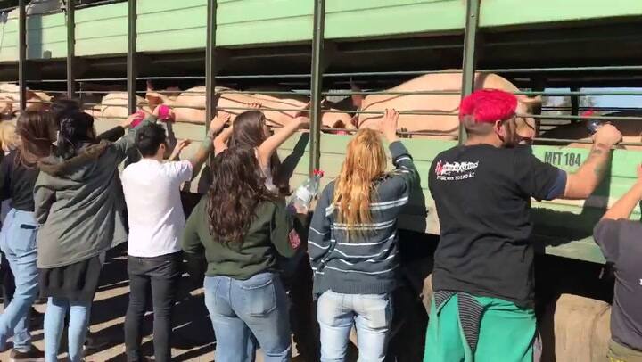 Vigilia en un matadero de cerdos - Fuente: Facebook