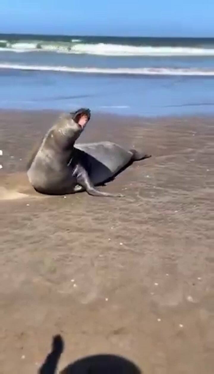 Un turista acarició un elefante marino y generó indignación en las redes sociales