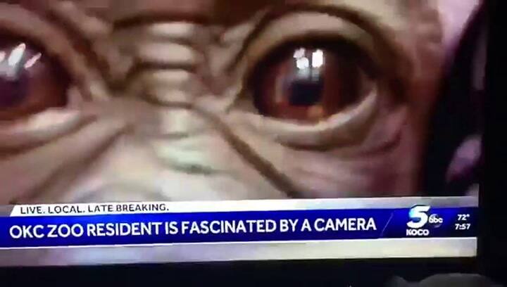 Conductora de noticiero comparó a su colega con un gorila - Fuente: YouTube