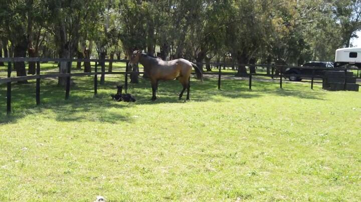 El primer caballo que nació por ICSI en la Argentina
