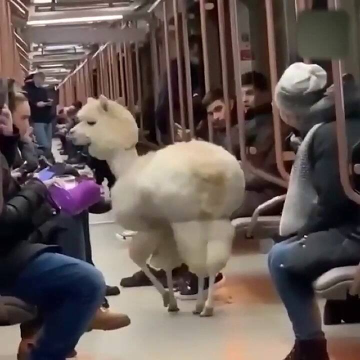 Una alpaca se pasea por el subte de Moscú