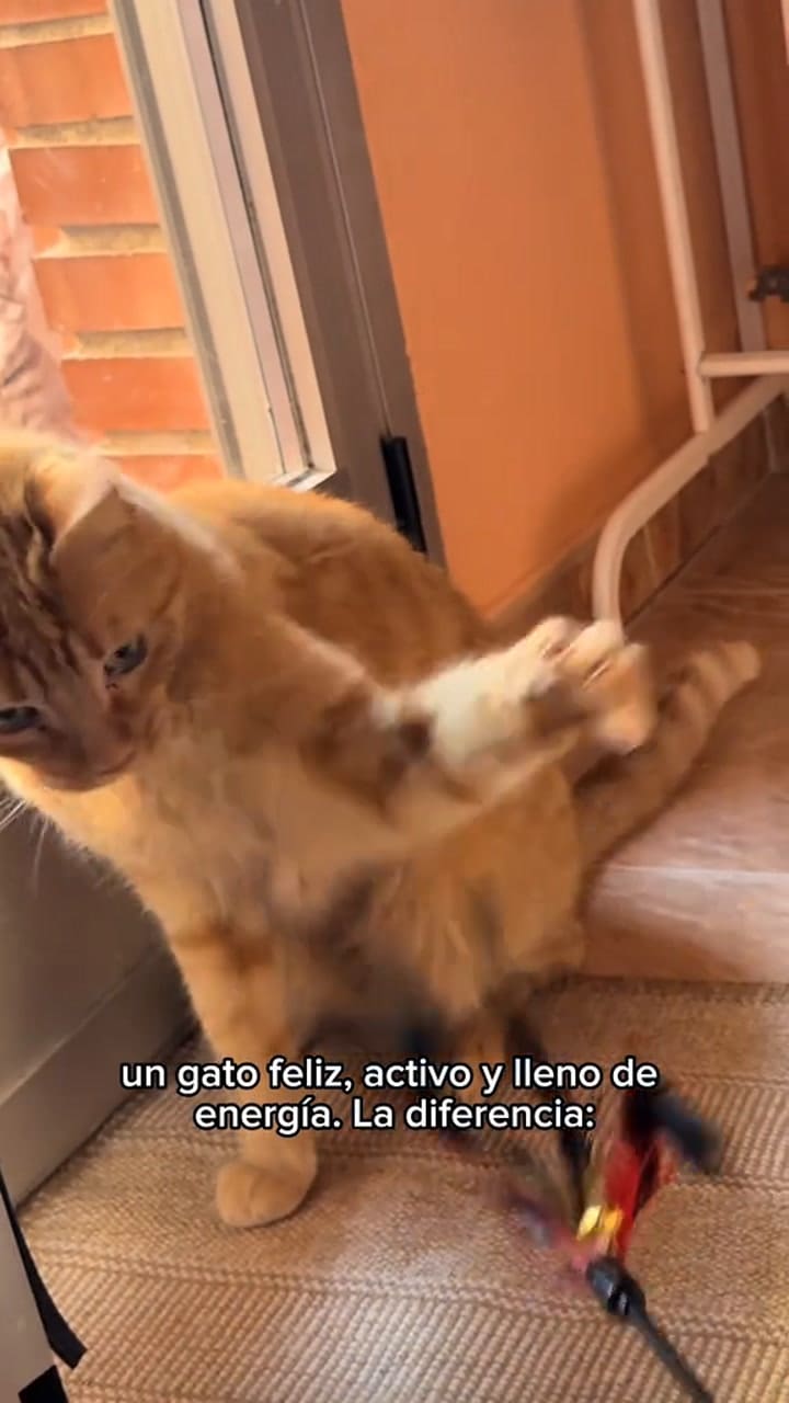 Beneficios de jugar con tu mascota todos los días