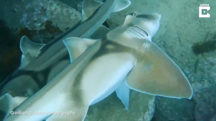La impresionante lucha entre dos tiburones en Port Jackson con intenciones de aparearse