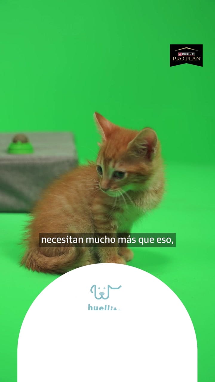 La rutina de los gatos