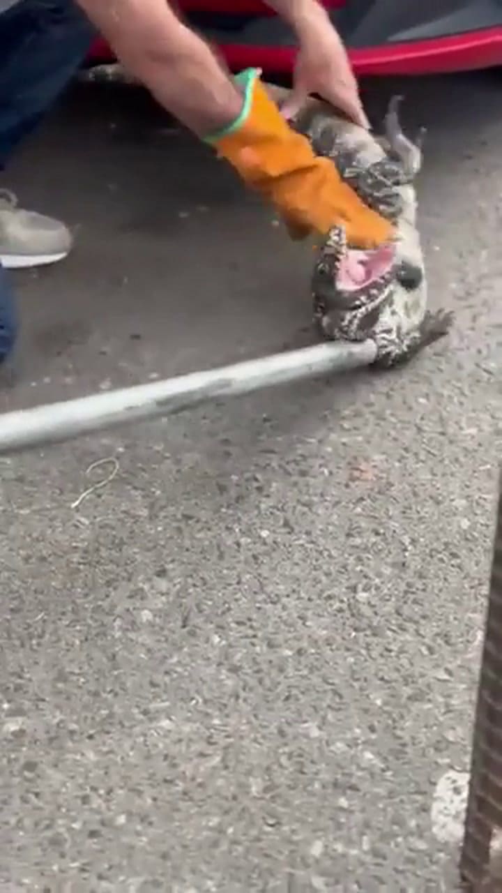 Un lagarto overo fue atrapado en Santa Fe