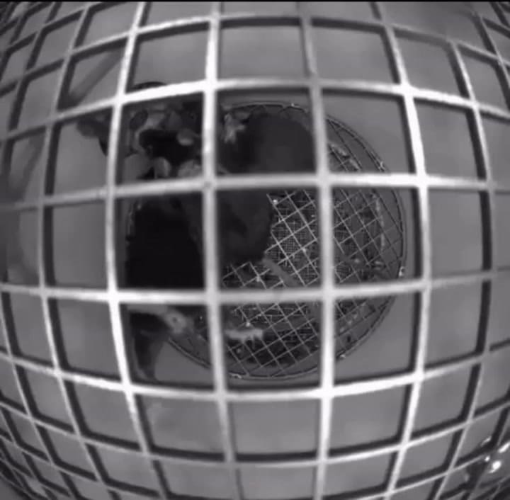 Los científicos monitorearon a los ratones mediante cámaras