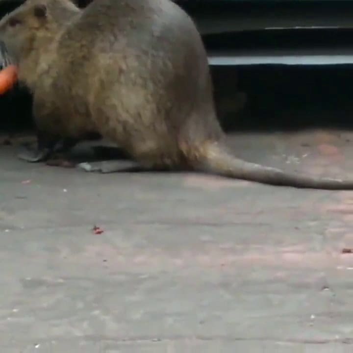 El coipo apareció esta mañana en una terraza de La Boca