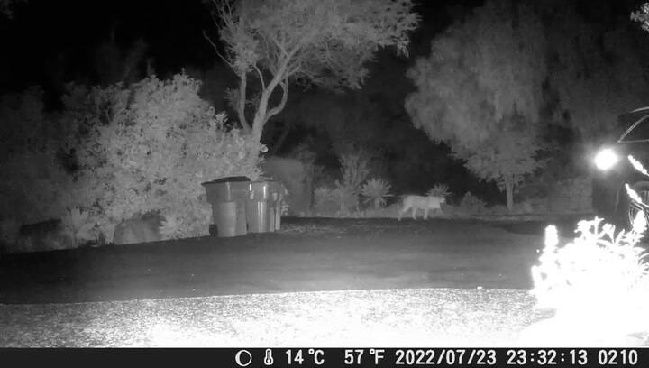 Las cámaras de seguridad captaron a un león cerca de la mansión de Meghan Markle y el príncipe Harry