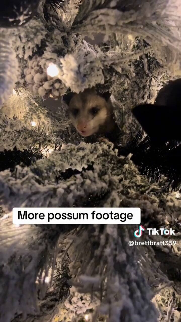 Una mujer armó el árbol de Navidad y lo que encontró en él la dejó en shock