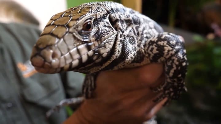 Invasión de lagartos overos en Atlanta, Estados Unidos