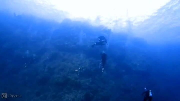 Grabó cómo un tiburón mordía a su compañero