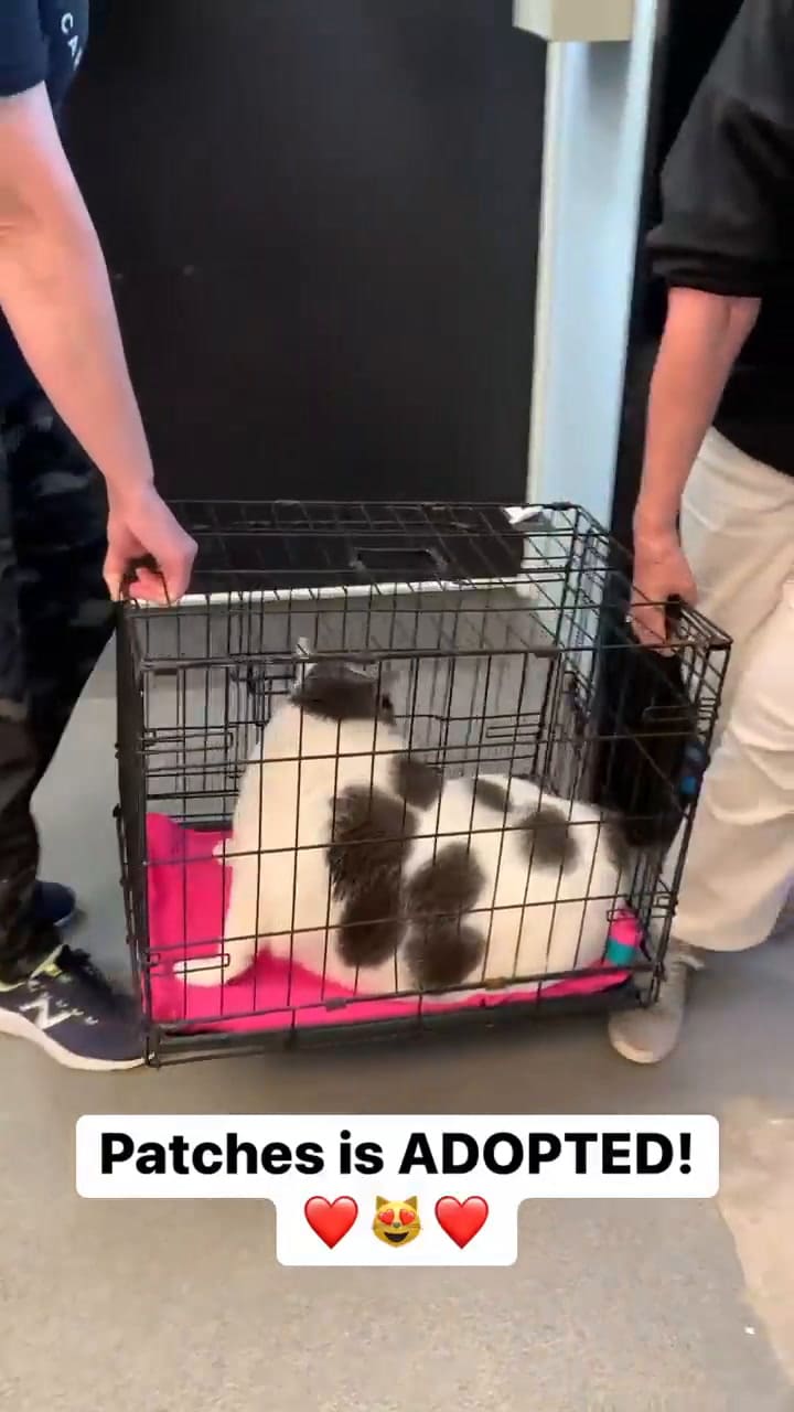 Así sacaron a Patches cuando le encontraron un nuevo hogar