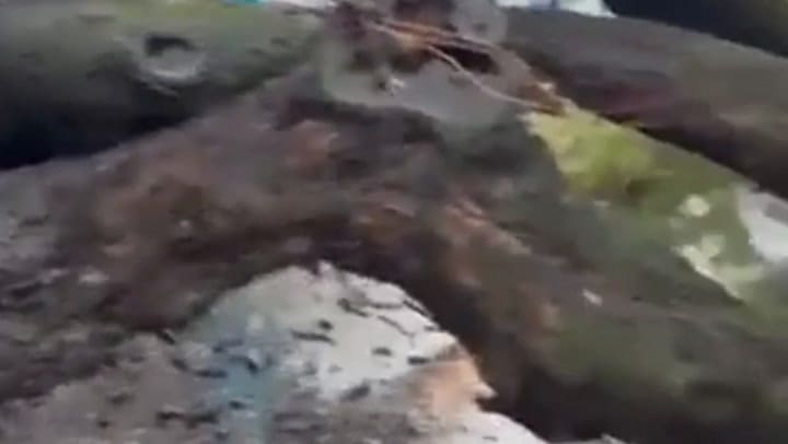 GIF Chacarita: un árbol se cayó por el temporal y destrozó una auto en Forest y Olleros