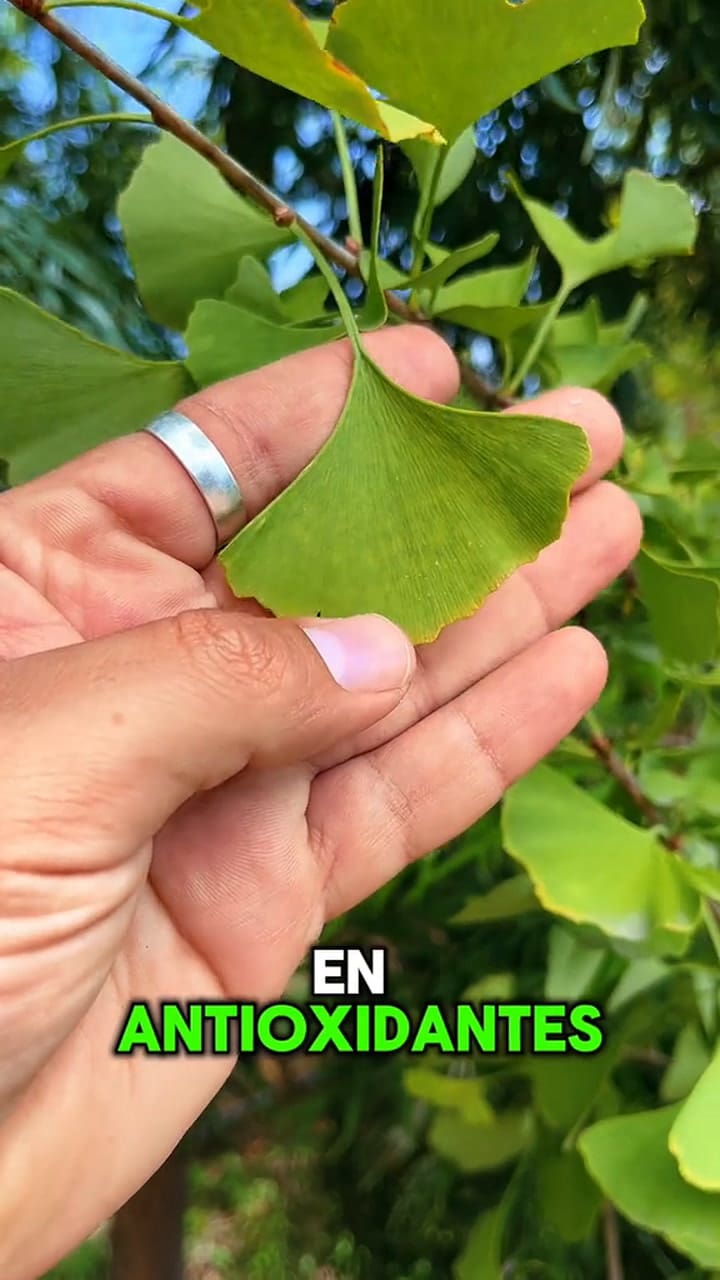 Los beneficios del ginkgo biloba para la memoria