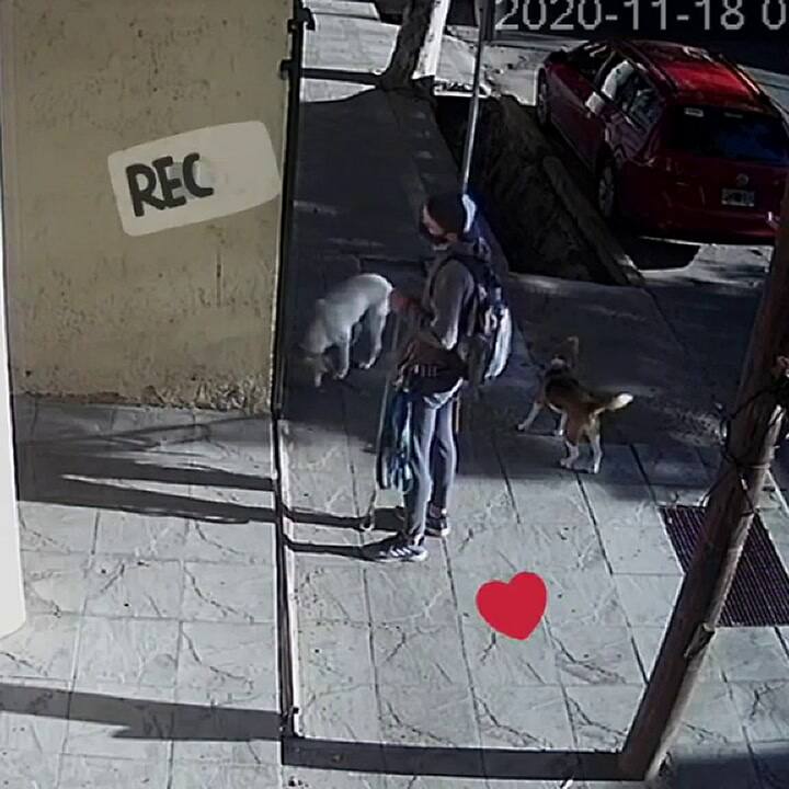 El tierno encuentro de un perro con su paseador - Fuente: TikTok
