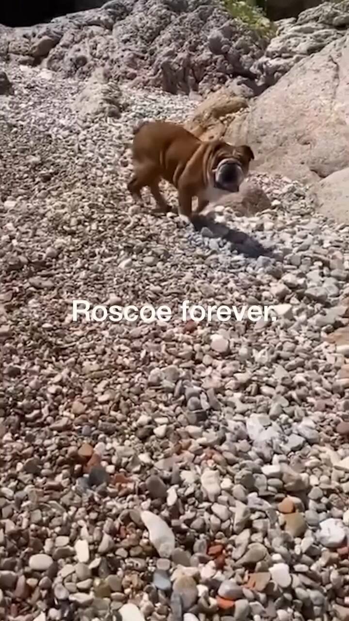 Hamilton despidió a su perro Roscoe en su Instagram