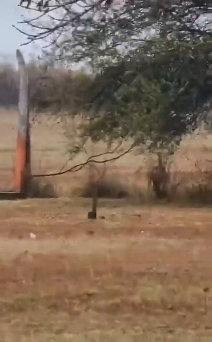 El ciervo colorado, en el aeropuerto de Córdoba