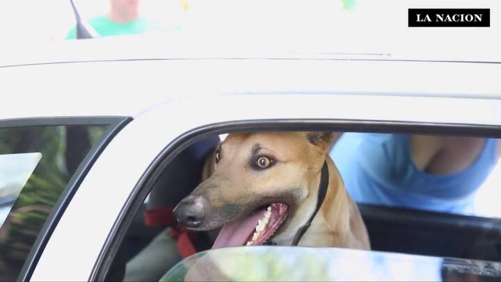Carreras de galgos: Una actividad que se resiste a la prohibición
