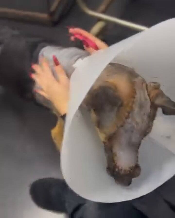 Vicente, el caso más difícil de Patitas al Rescate