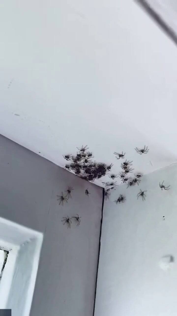 Entró al cuarto de su hija y encontró casi 100 arañas en las paredes