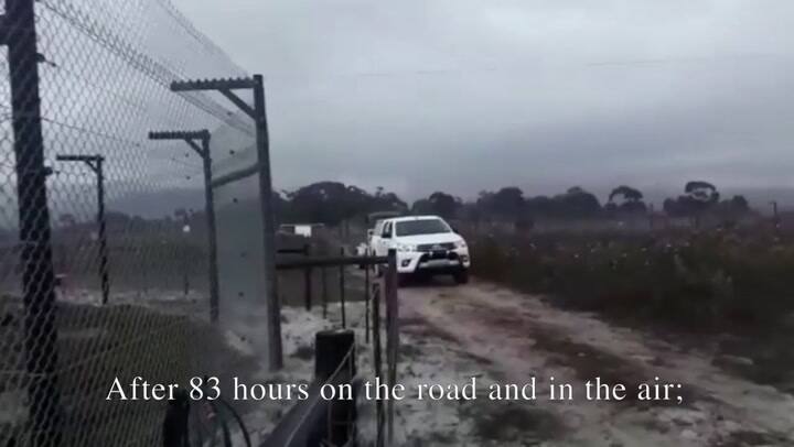 Baguira, la leona que nació en la Rioja, vivió siete años en una jaula de un circo y hoy es libre en