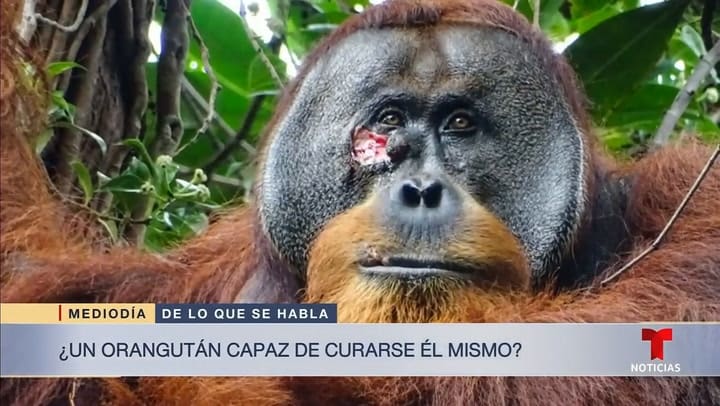 Conozca A Rakus, El Orangután Que Científicos Creen Se Curó Una Herida éL Mismo Noticias Telemundo