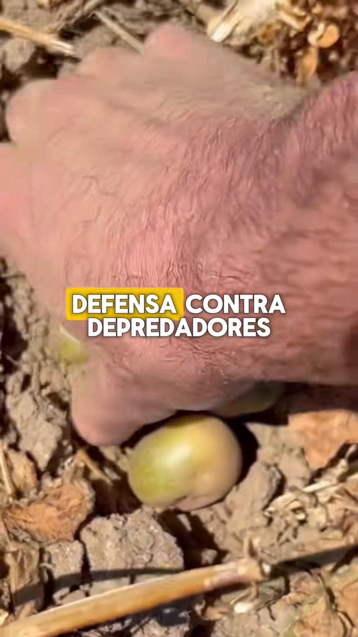 ¿Se puede comer la papa cuando está verde?