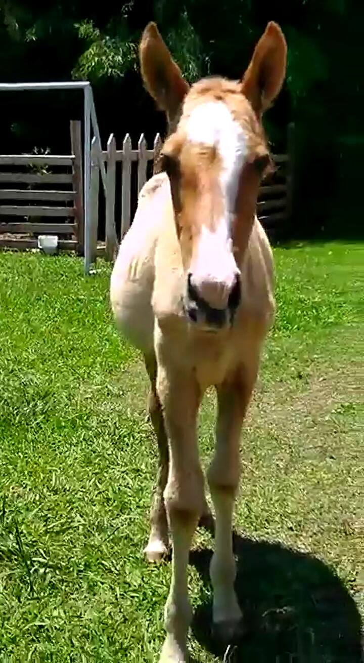 Ambar vive en libertad