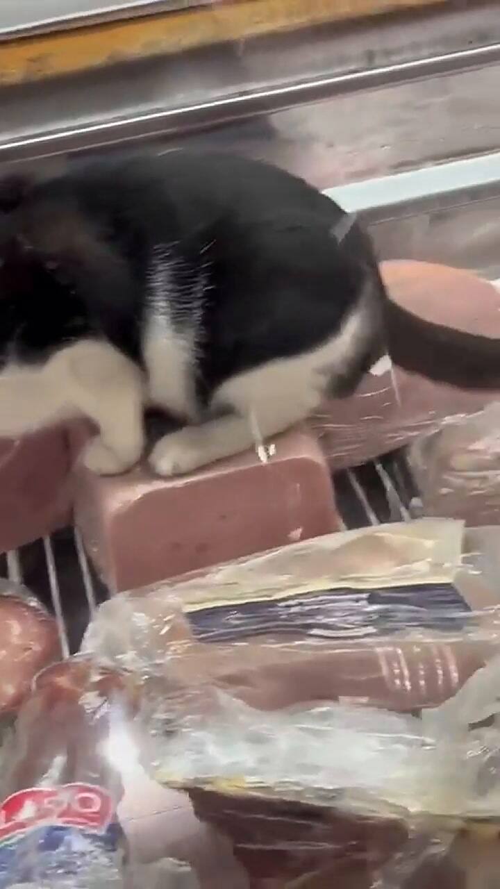 Graban a un gato comiendo jamón dentro de una heladera y clausuraron una fiambrería