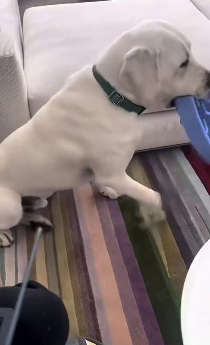 Bob aparece con su plato comida en el hocico y camina alrededor de Costner (Video: Instagram @KevinCostner)