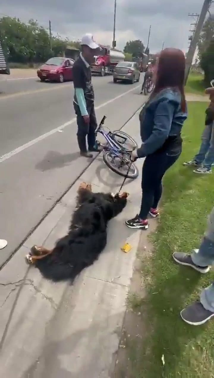 Interceptaron a un cuidado por maltrato animal