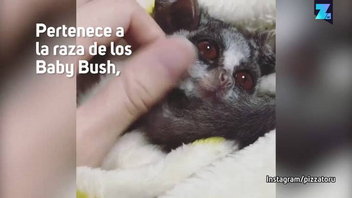 El mono con más seguidores de Instagram