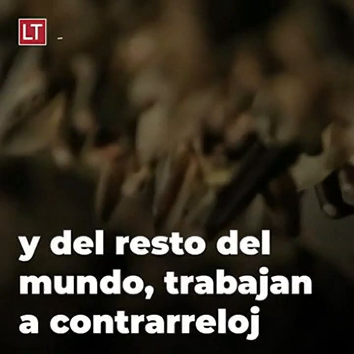 Imágenes de la sopa de murciélago