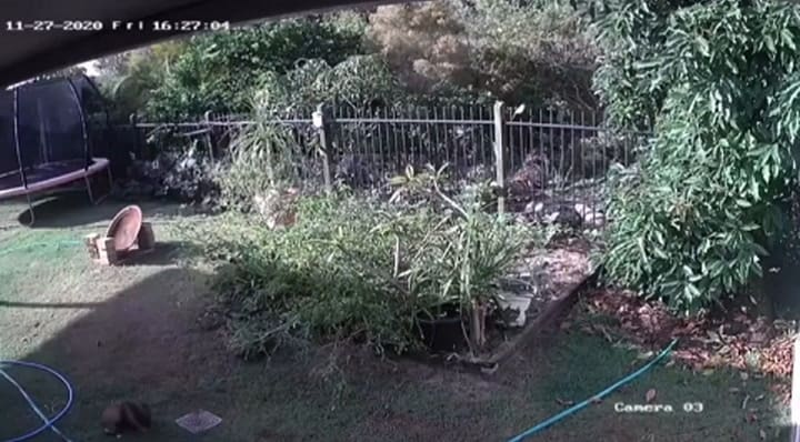 Mujer salva a su perrito de 9 meses del ataque de una pitón