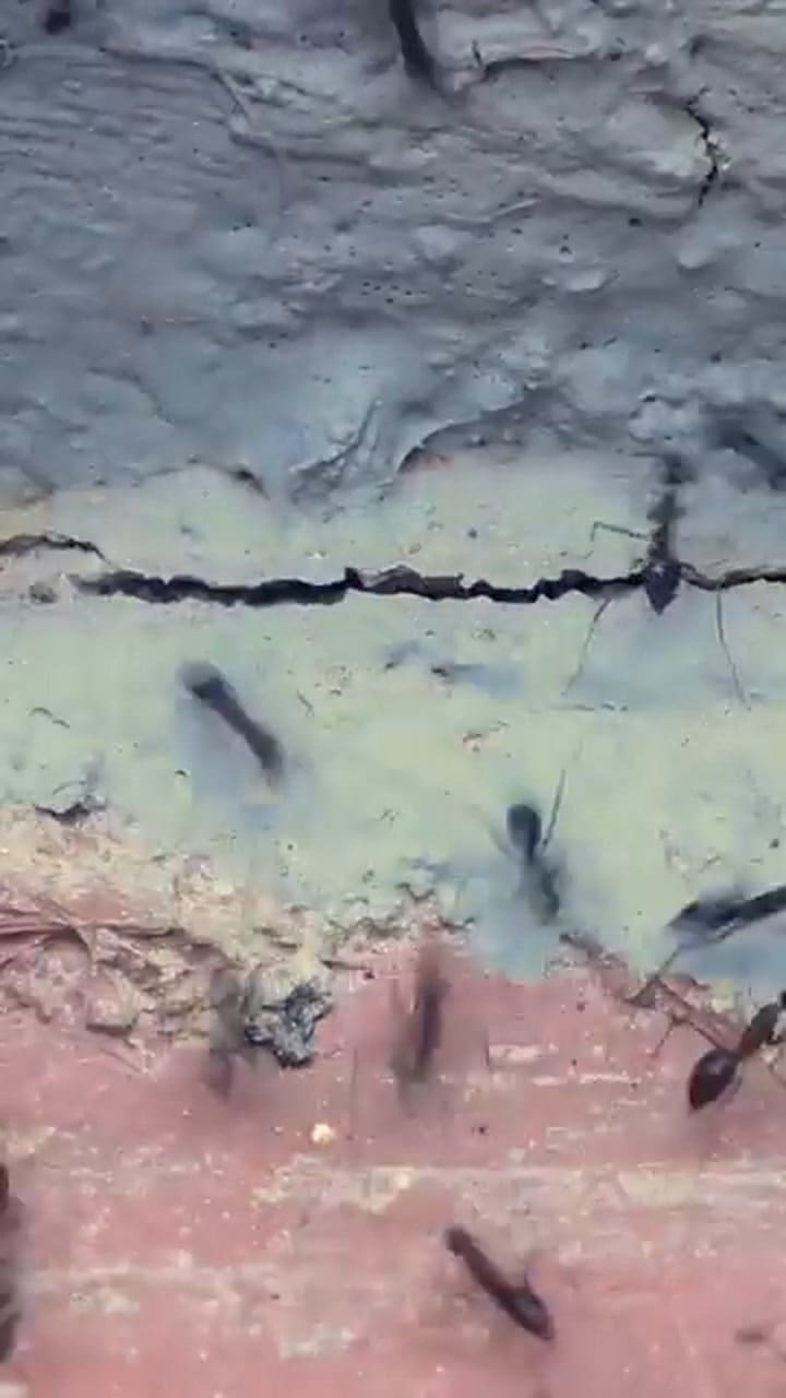 Cómo erradicar las hormigas de tu casa y del jardín con arroz