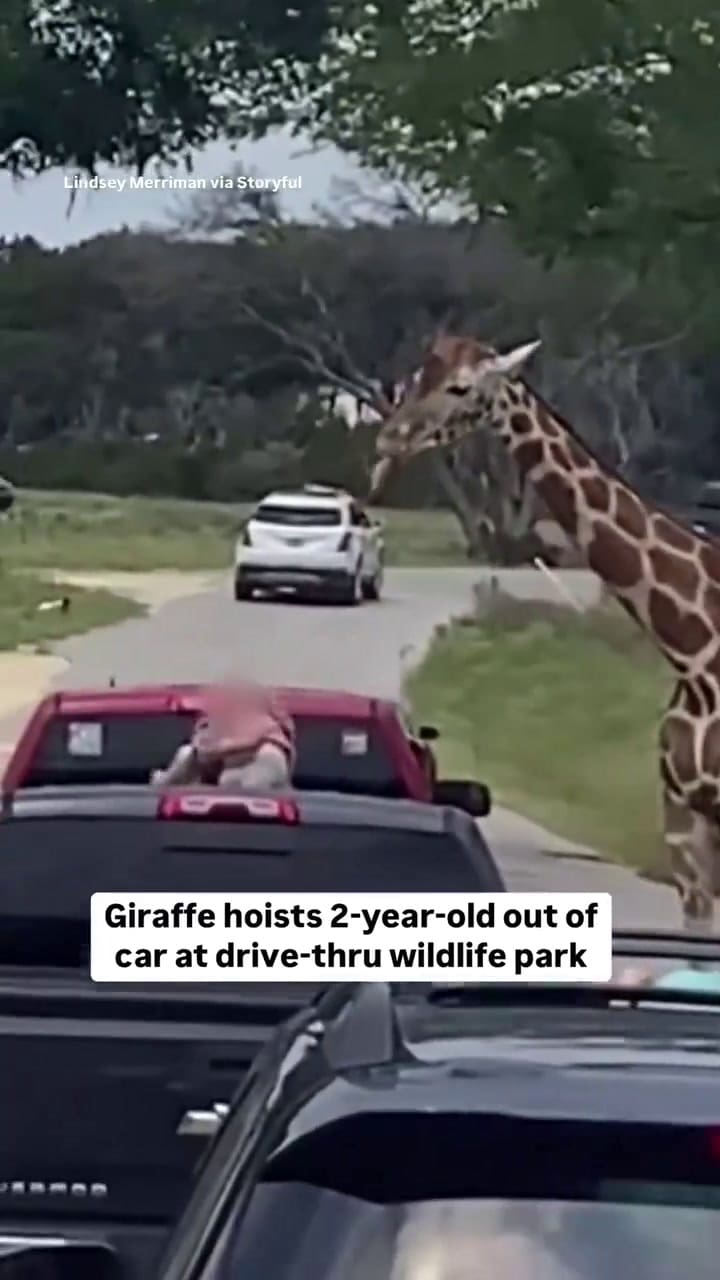 Una jirafa levantó a un bebé mientras estaban en un safari