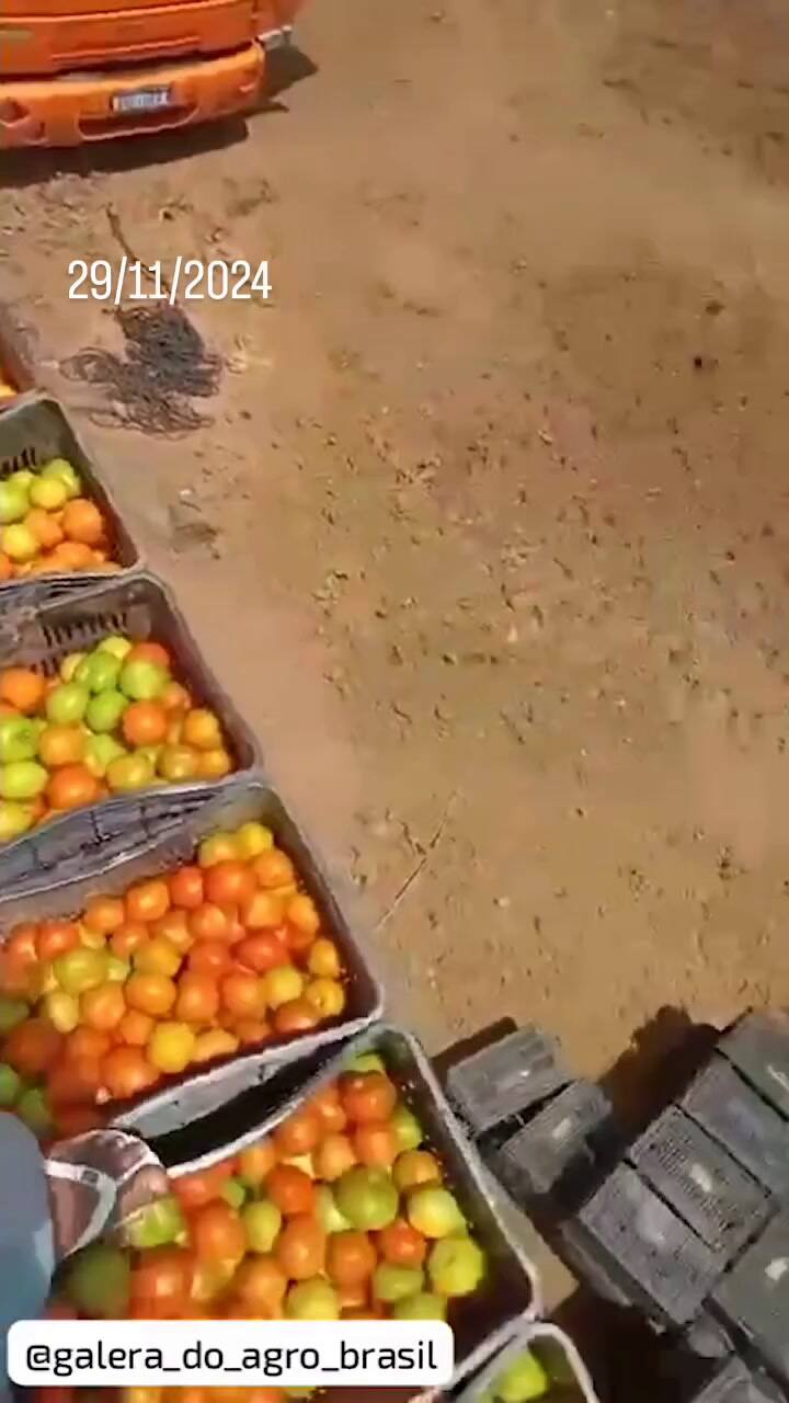 El tomate que tiraron los productores ante la falta de precios