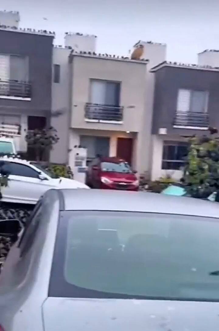 La preocupante reacción de aves en todo el mundo