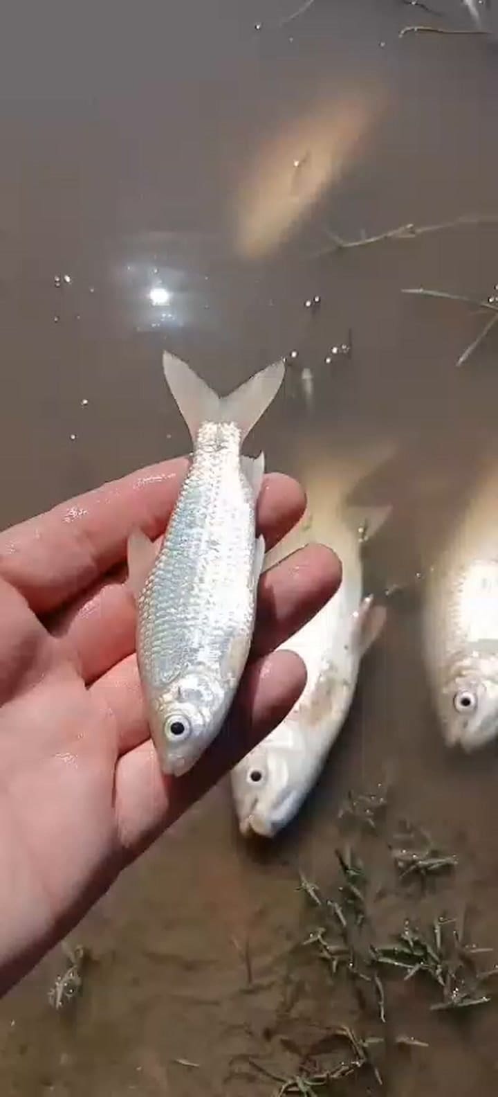 Mortandad de peces en Carmen de Areco